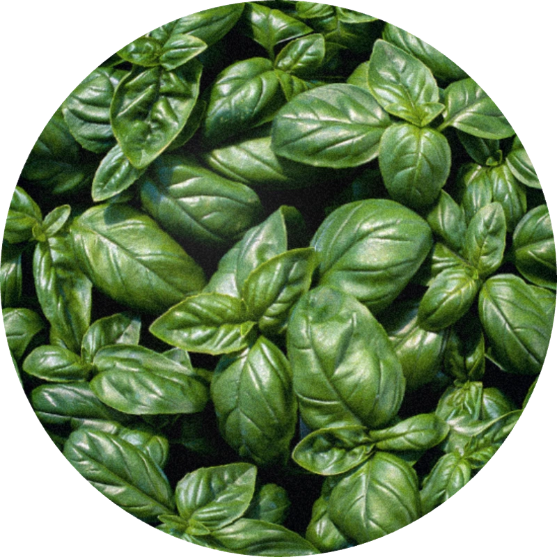 Basil Grand Vert Oil (Egypt)