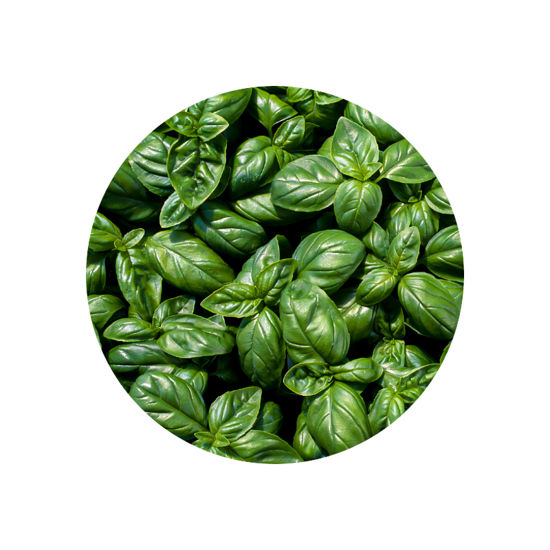 Basil Grand Vert Oil (Egypt)