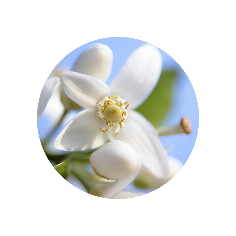 Beta Methyl Naphthyl Ketone (powder)