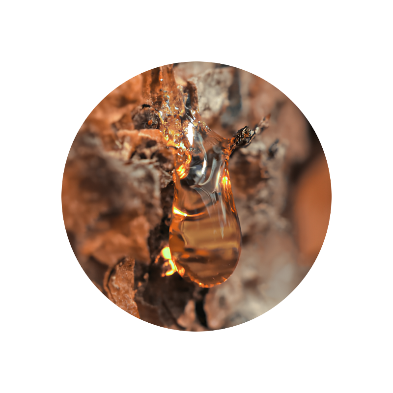 Beta Pinene