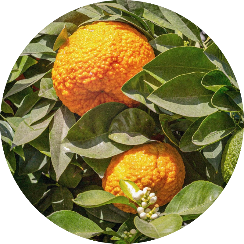 Bitter Orange Cold Pressed