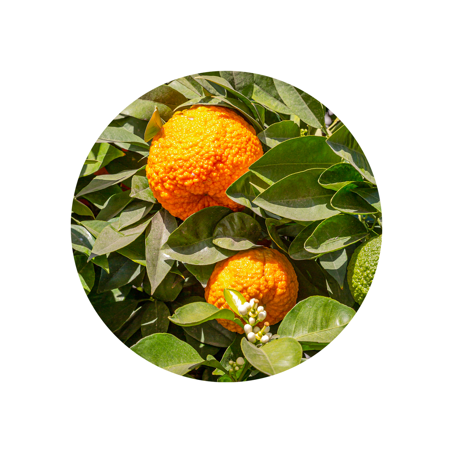 Bitter Orange Cold Pressed