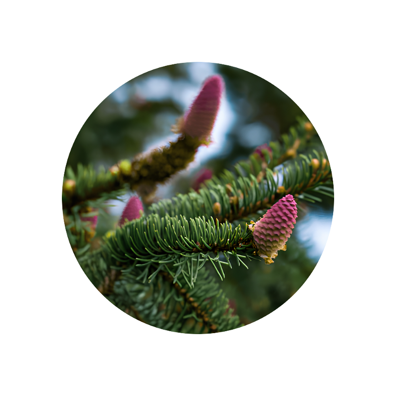 Black Spruce Oil (Canada)