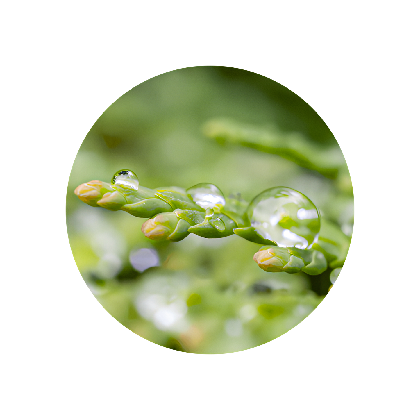 Cedar Leaf Oil Extra