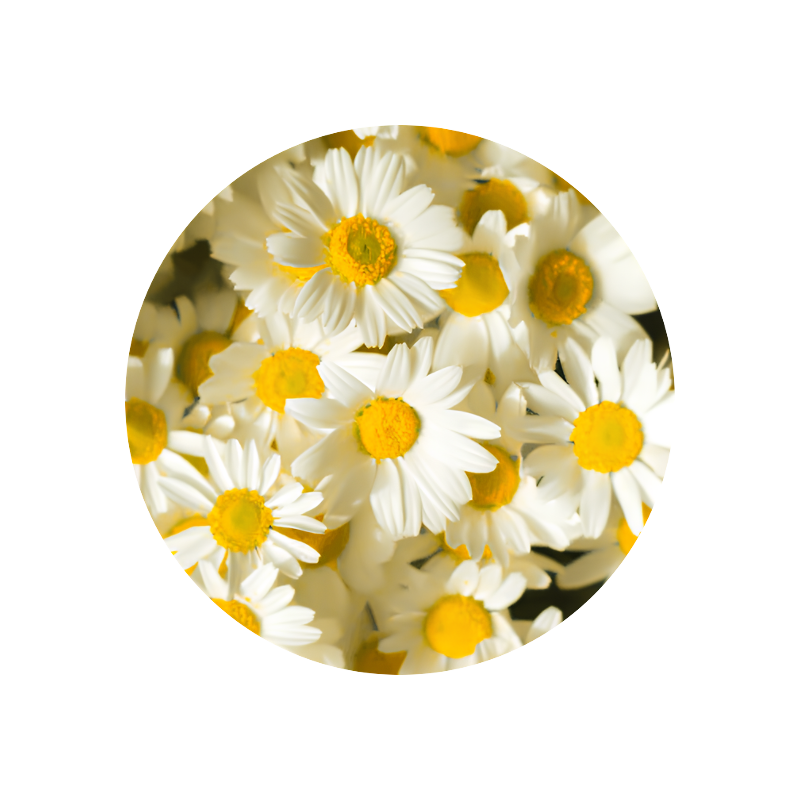 Chamomile Roman Oil