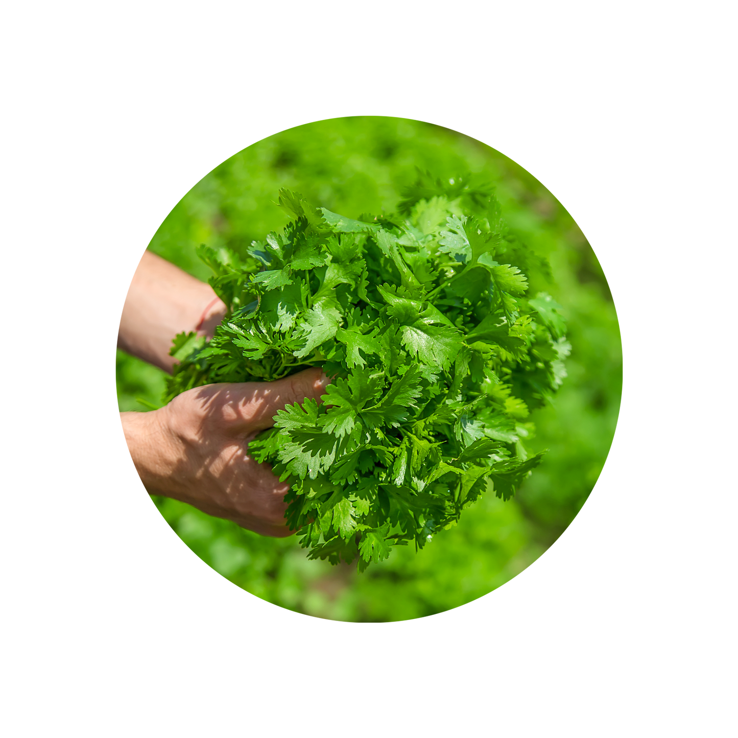 Coriander Leaf Oil Extra