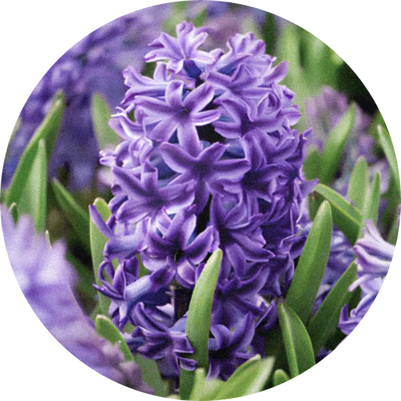 Corps Jacinthe