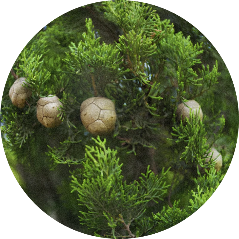 Cypress Oil (France)
