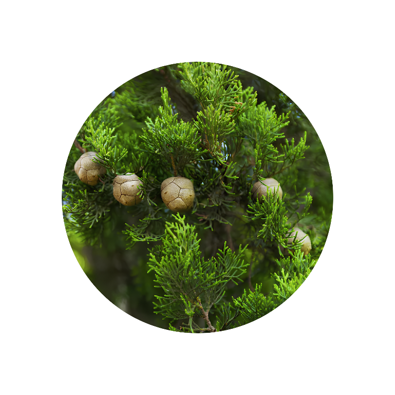 Cypress Oil (France)