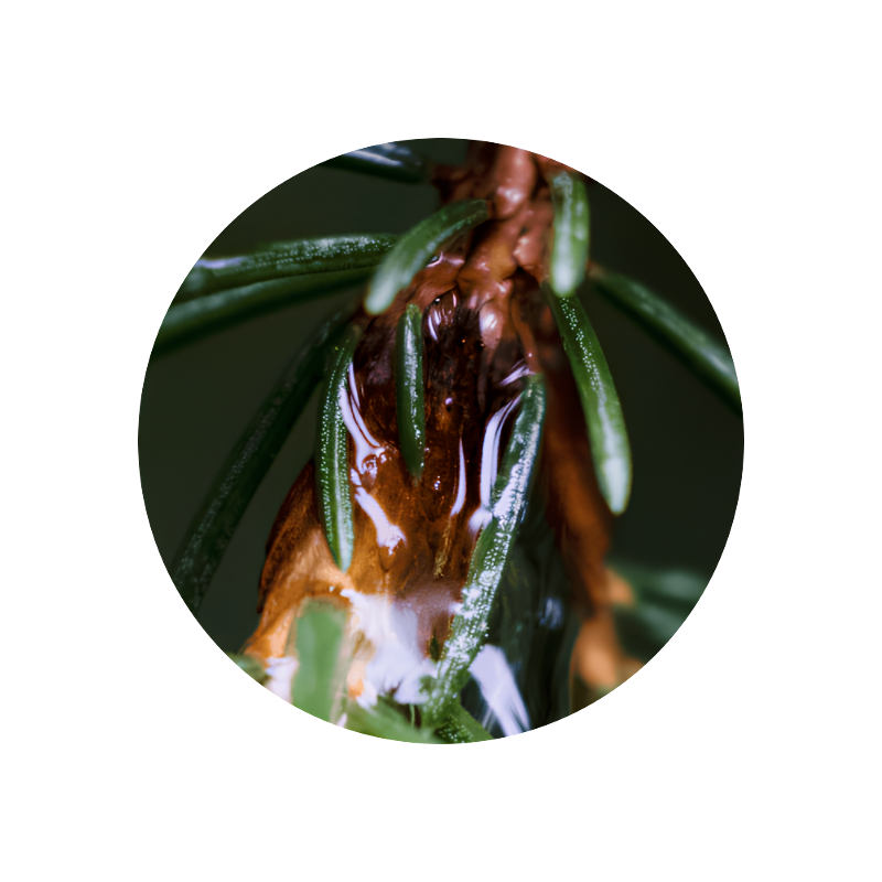 Fir Balsam Absolute Resin 25% (ethanol)