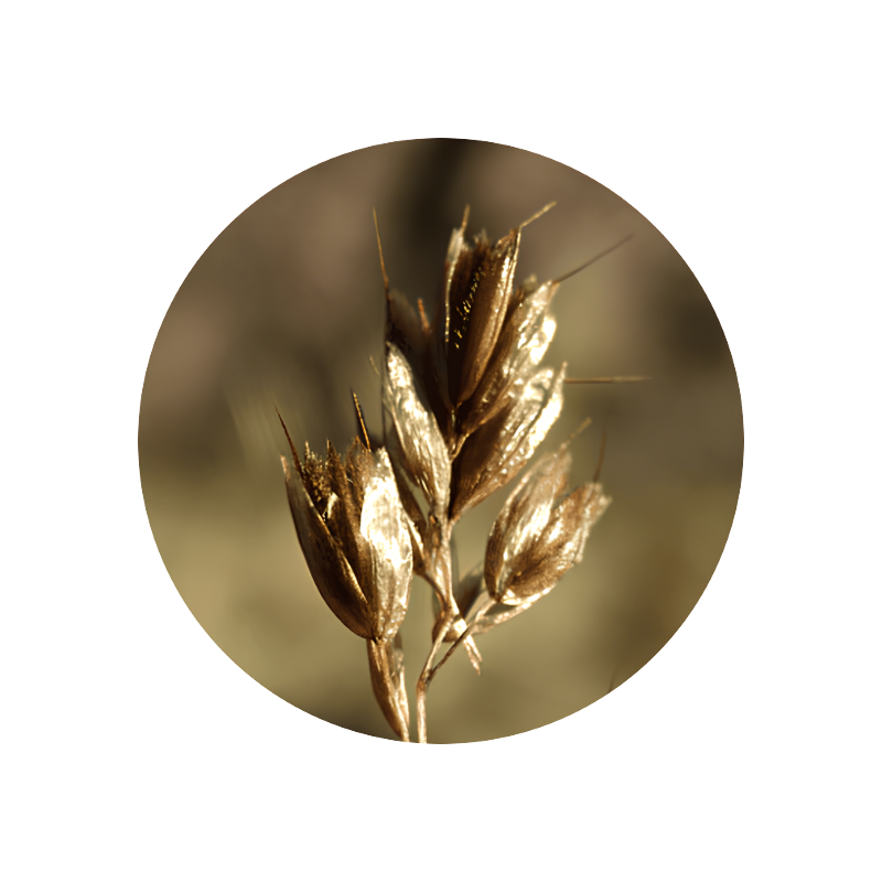 Hay Absolute (hierochloe alpina)