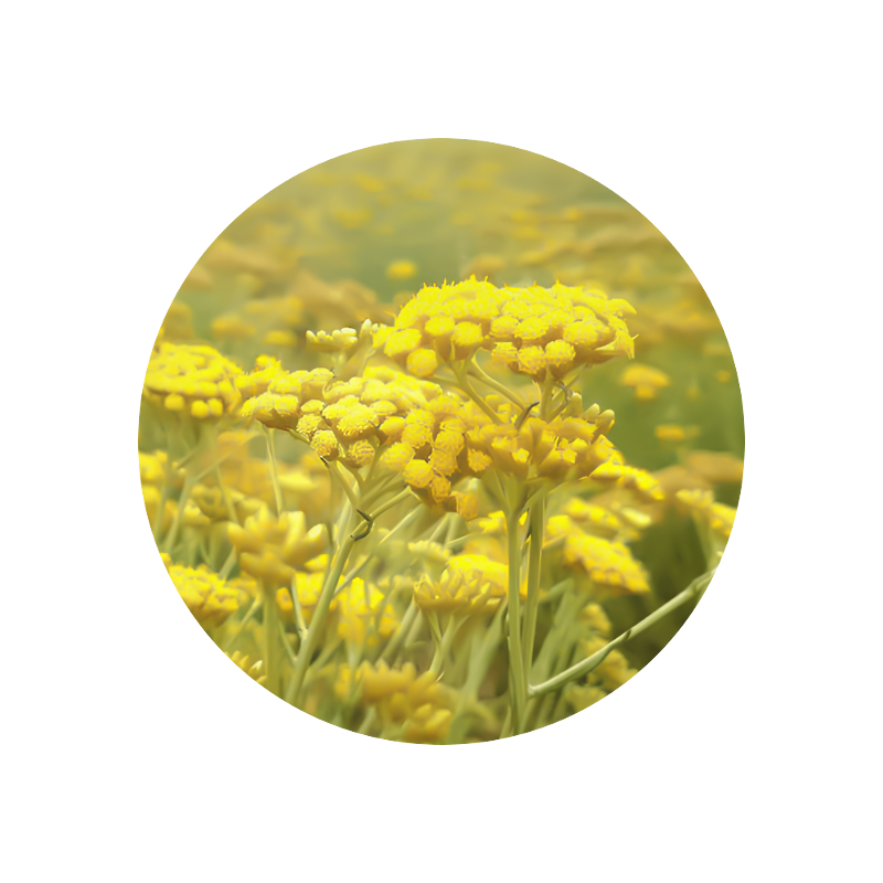 Immortele Absolute 50% (TEC)