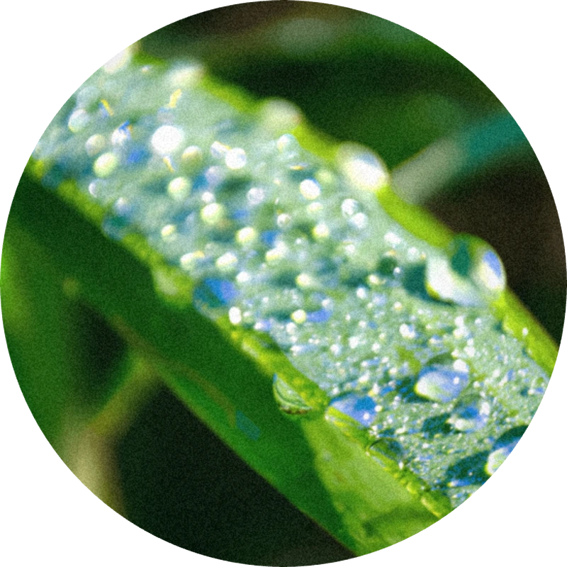 Isocyclocitral