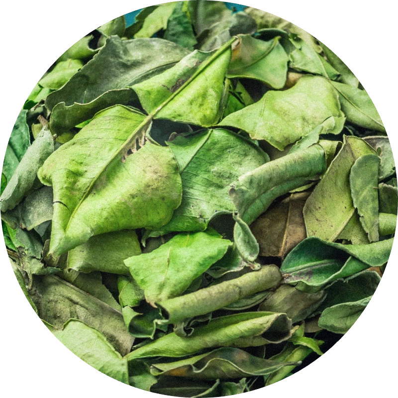 Kaffir Lime Leaves Oil
