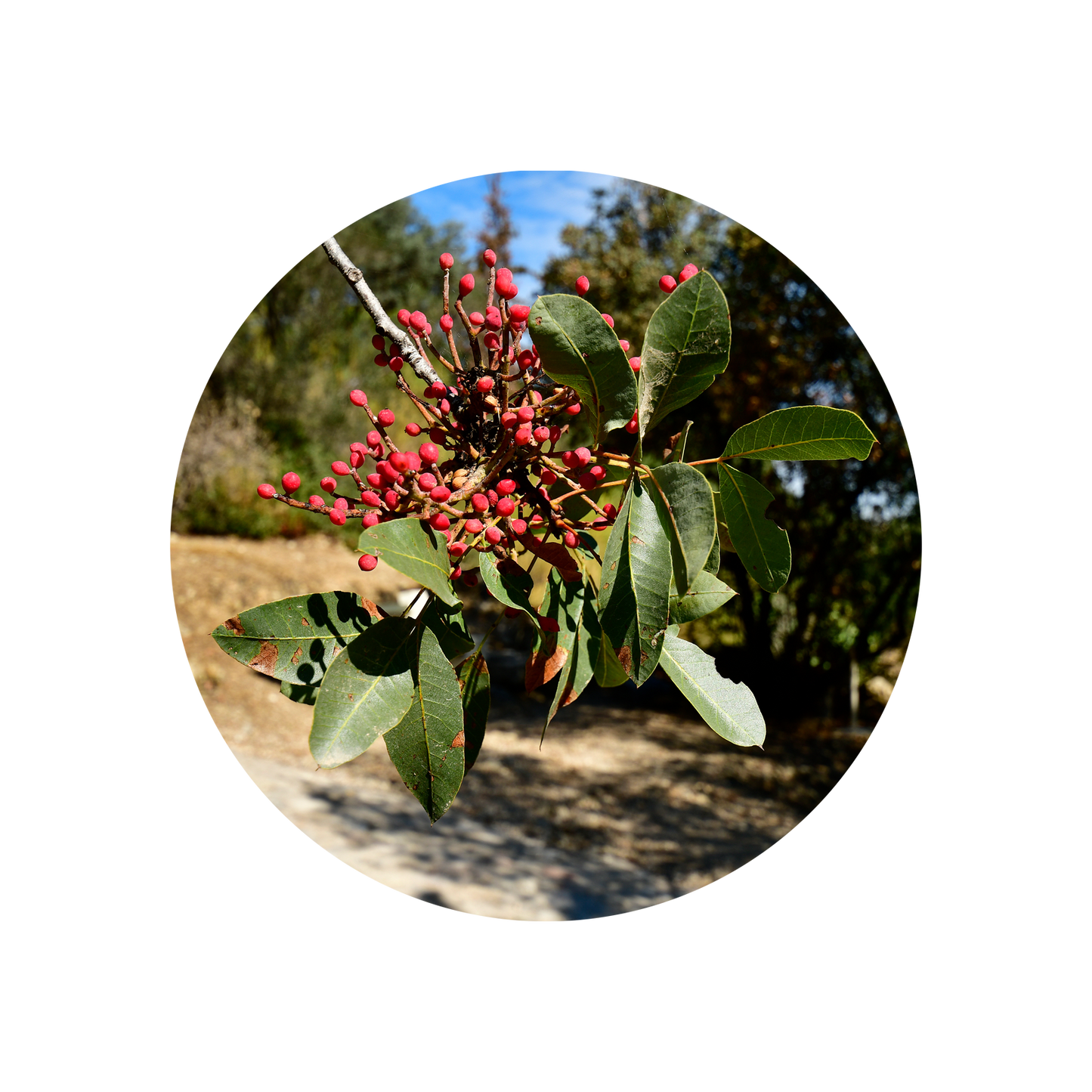 Mastic Oil (Morocco)