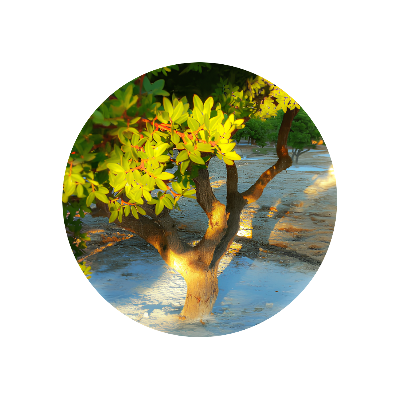 Mastic Absolute MD 50% TEC (Morocco)