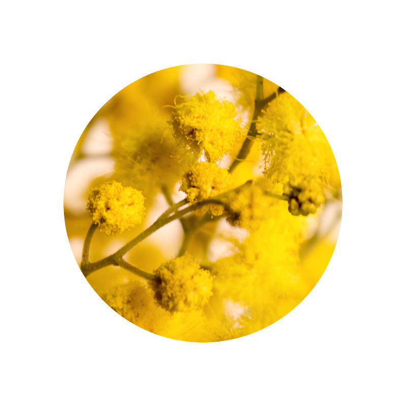 Mimosa Absolute Synthetic Base 50% (ethanol)