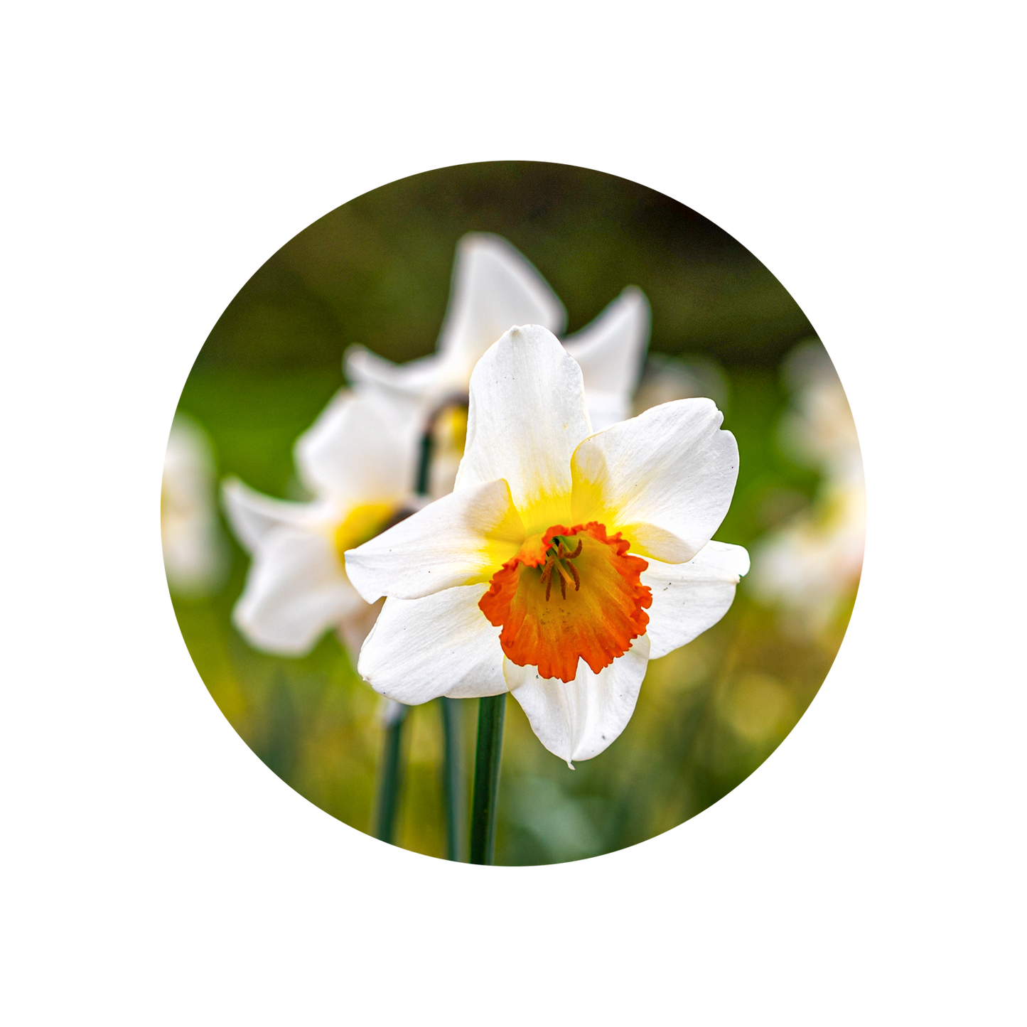Narcisse Absolute