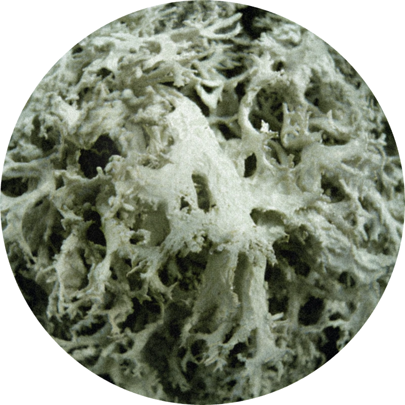 Oakmoss Absolute 50% (IPM)