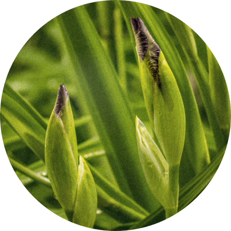 Orivone