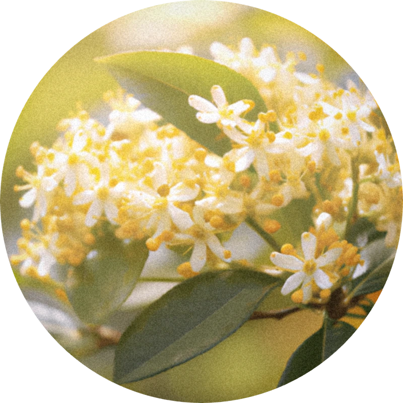 Osmanthus abs. synth. 138 B – Perfumiarz