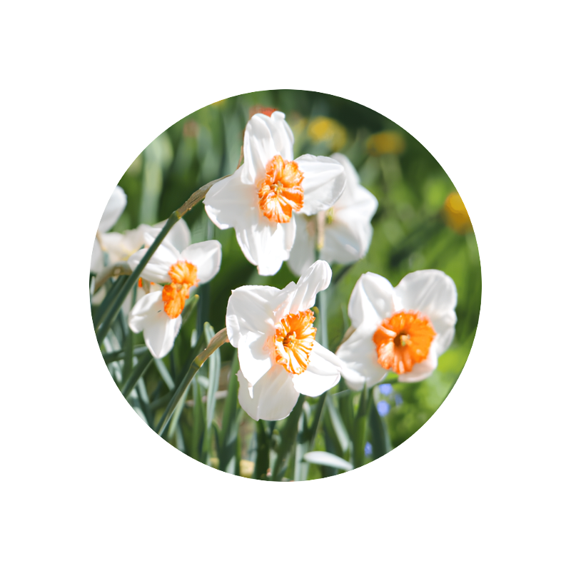 Para-cresyl phenyl acetate 2,5 % (DPG)