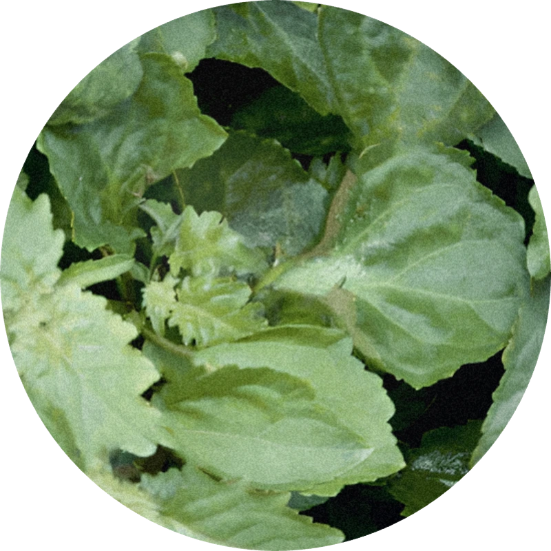 Patchouli Oil MD (Indonesia)