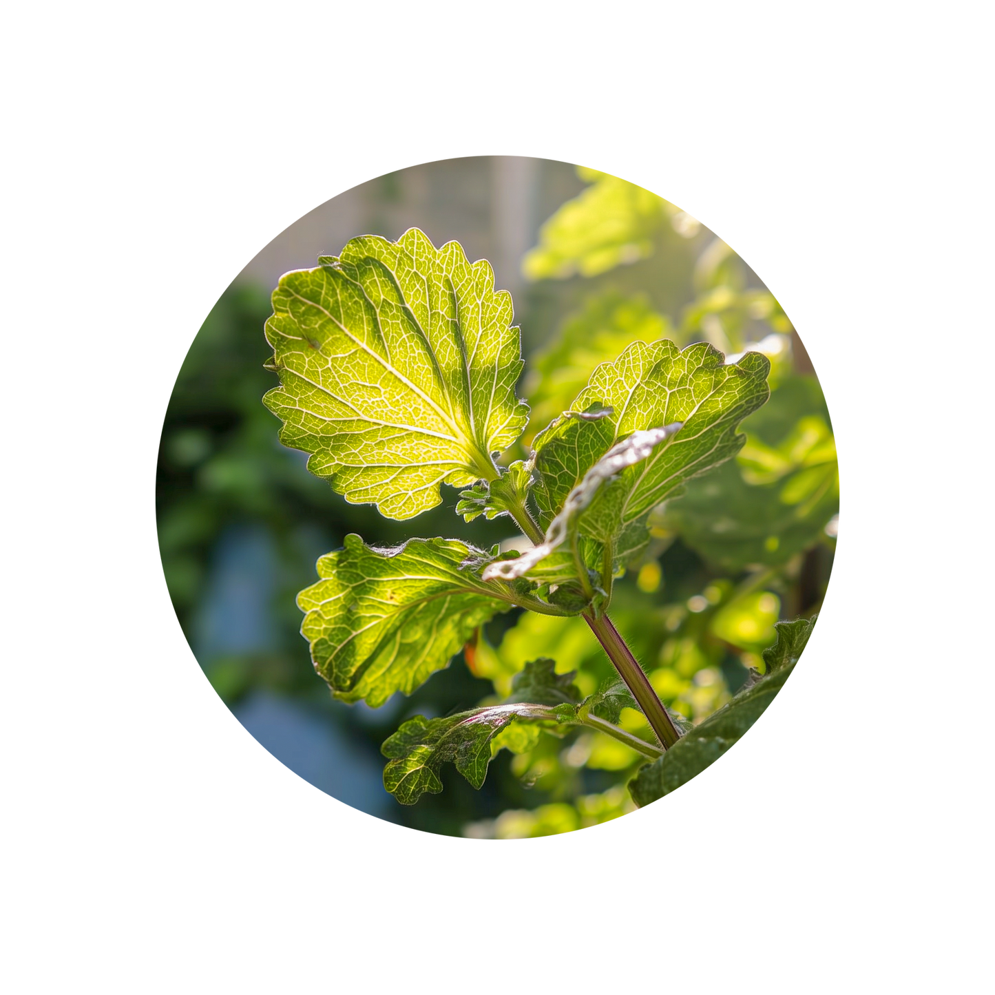 Patchouli Light (Burundi)