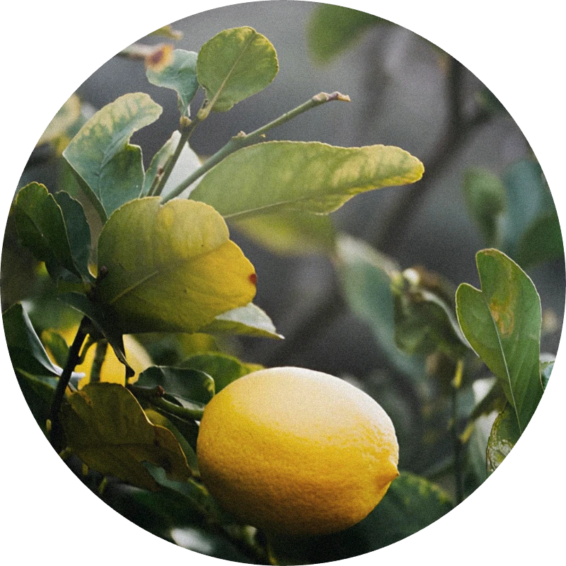 Petitgrain Lemon Oil