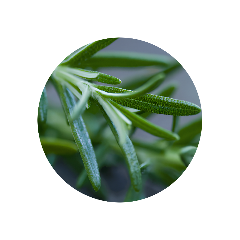 Rosemary Oil (Morocco)