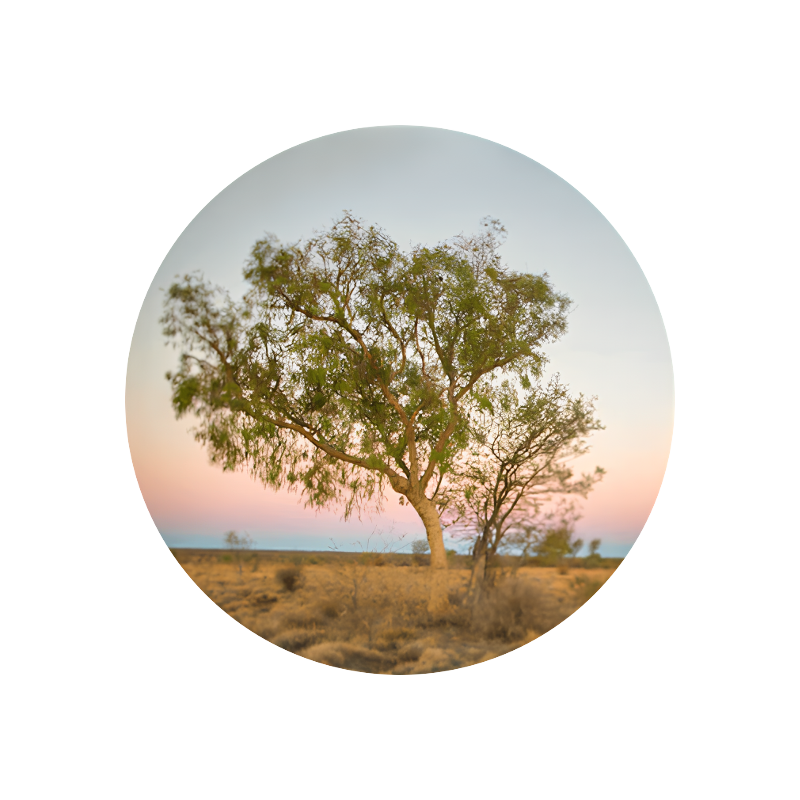 Sandalwood Oil New Caledonia