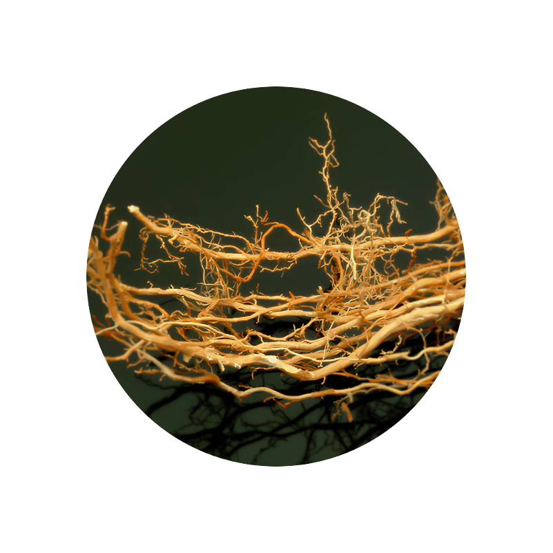 Vetiver Oil Haiti SIGNature