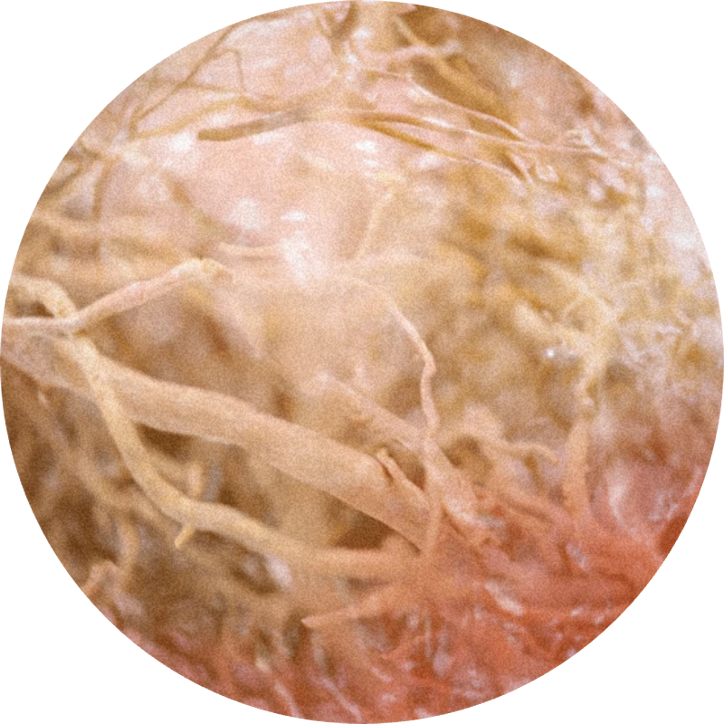 Vetyrisia®