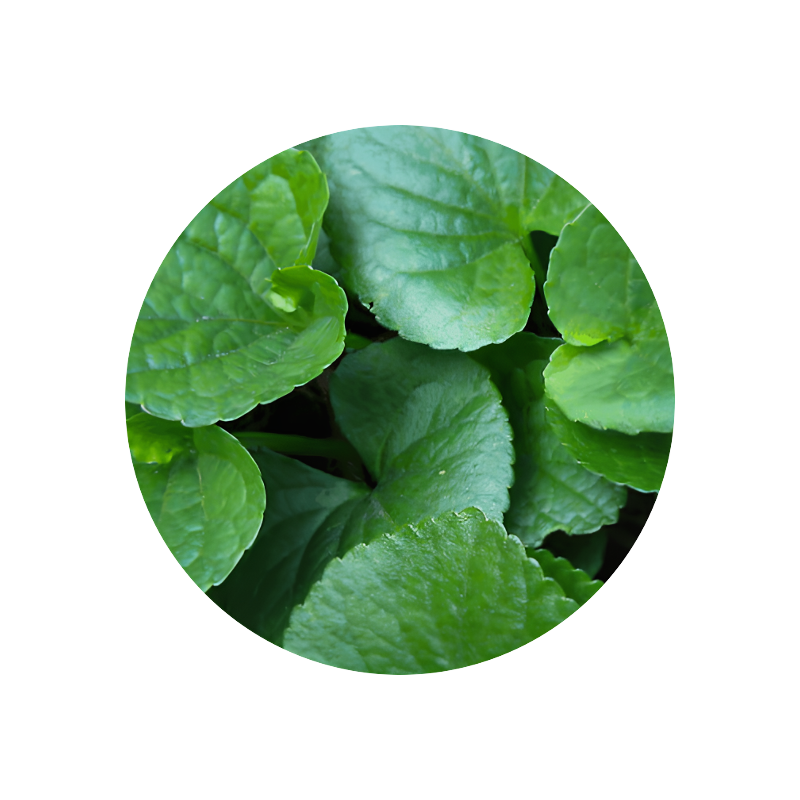 Violet Leaf Absolute 50% (TEC)