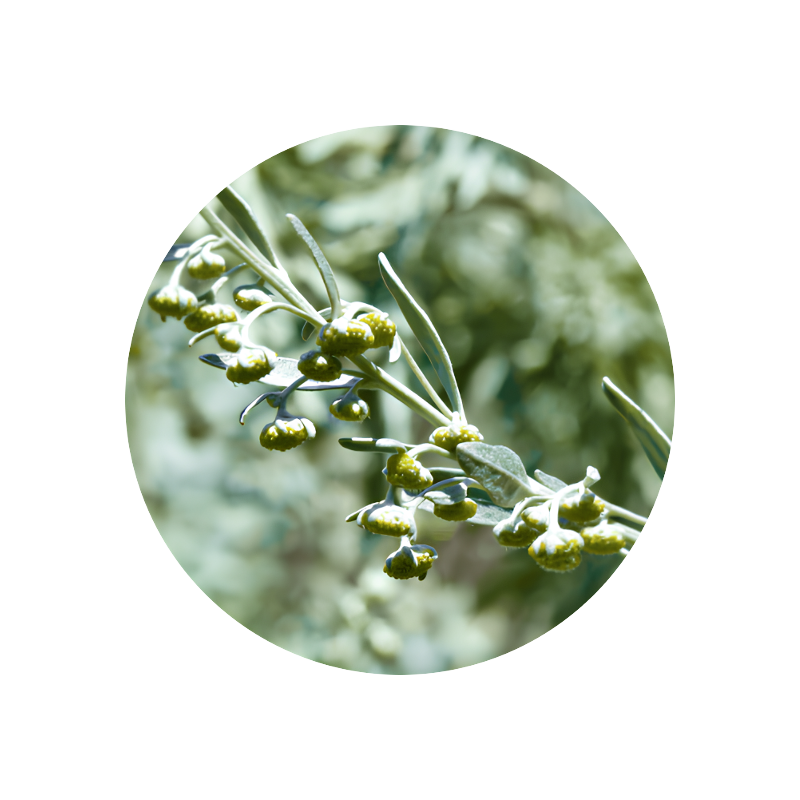 Wormwood Oil (artemisia absinthium)