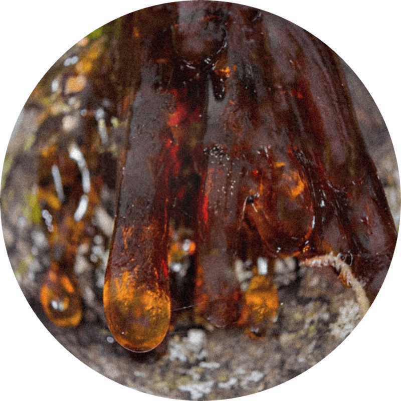 Gurjun Balsam (Malezja)