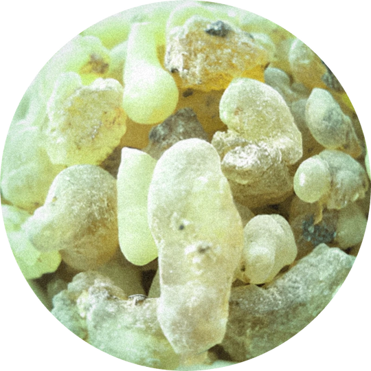 Olibanum Oil (Oman)