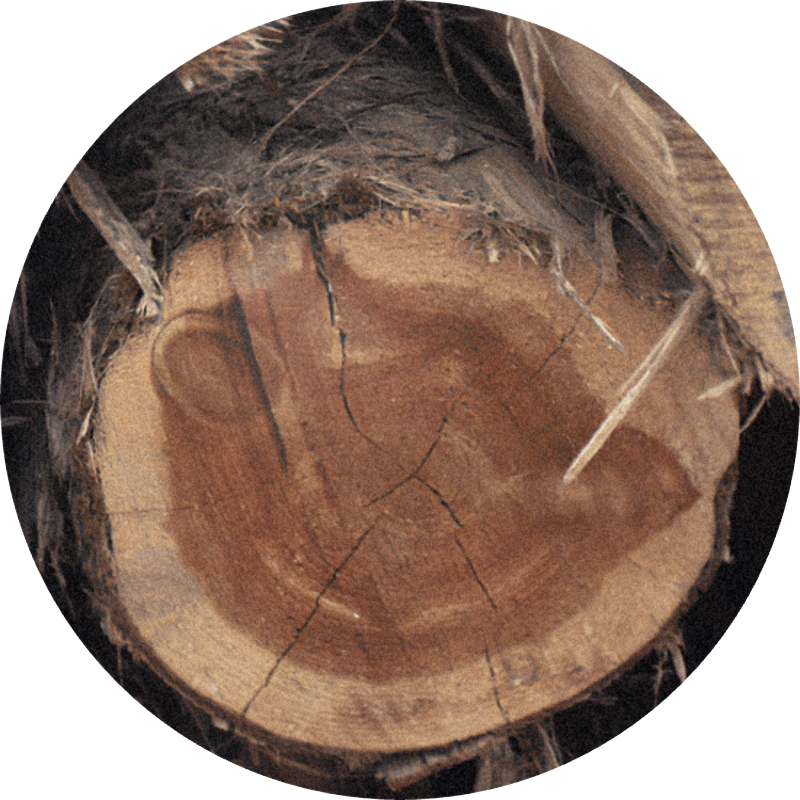 Cedar Atlas Redist