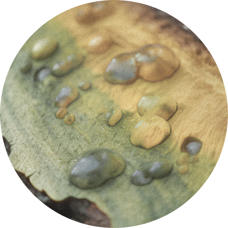 Prenyl Salicylate