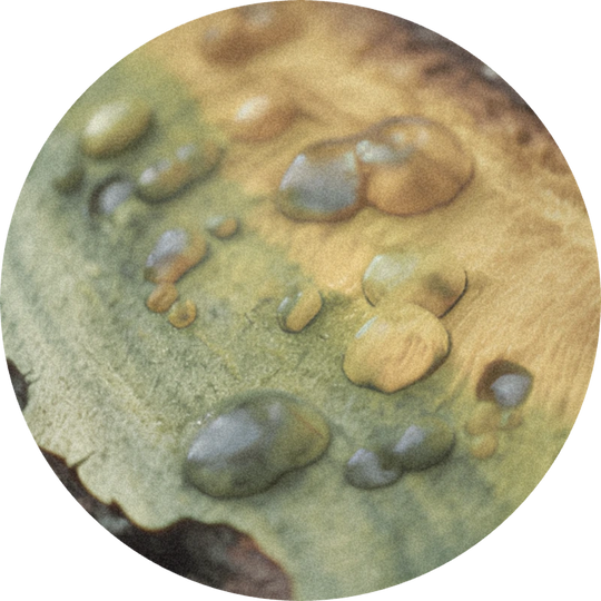 Prenyl Salicylate