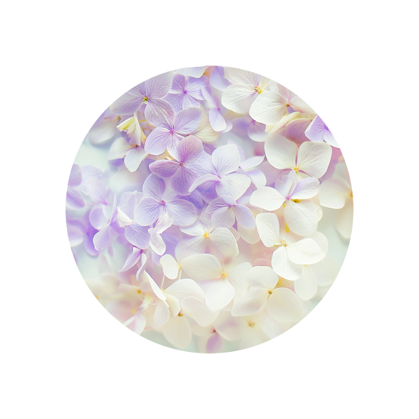 Acalea Perfumiarz acalea-perfumiarz