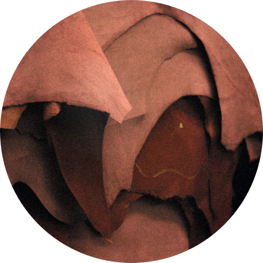 Apo Patchone Coeur