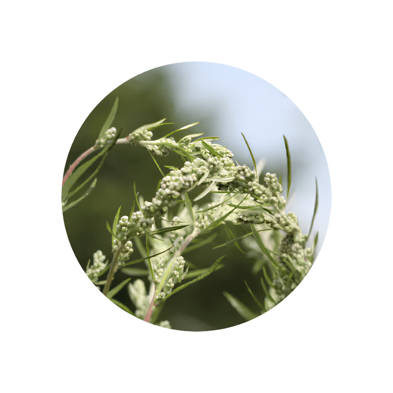 Artemisia (mugwort) Essence