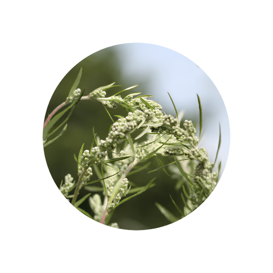 Artemisia (mugwort) Essence