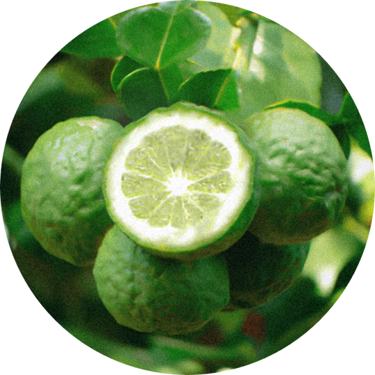 Bergamot Oil Distilled