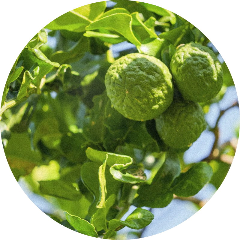 Petitgrain Bergamot Oil