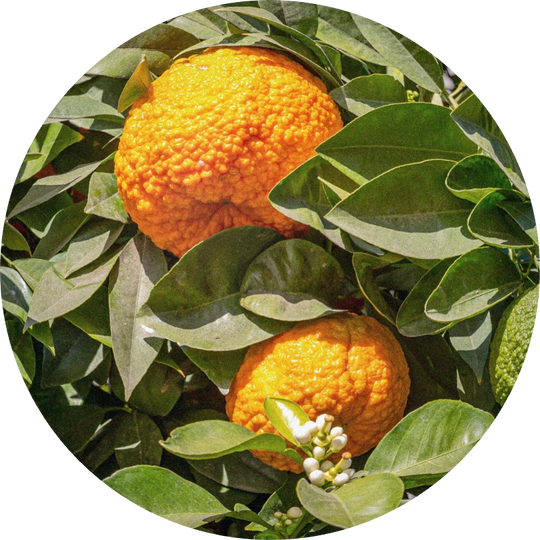 Bitter Orange Cold Pressed