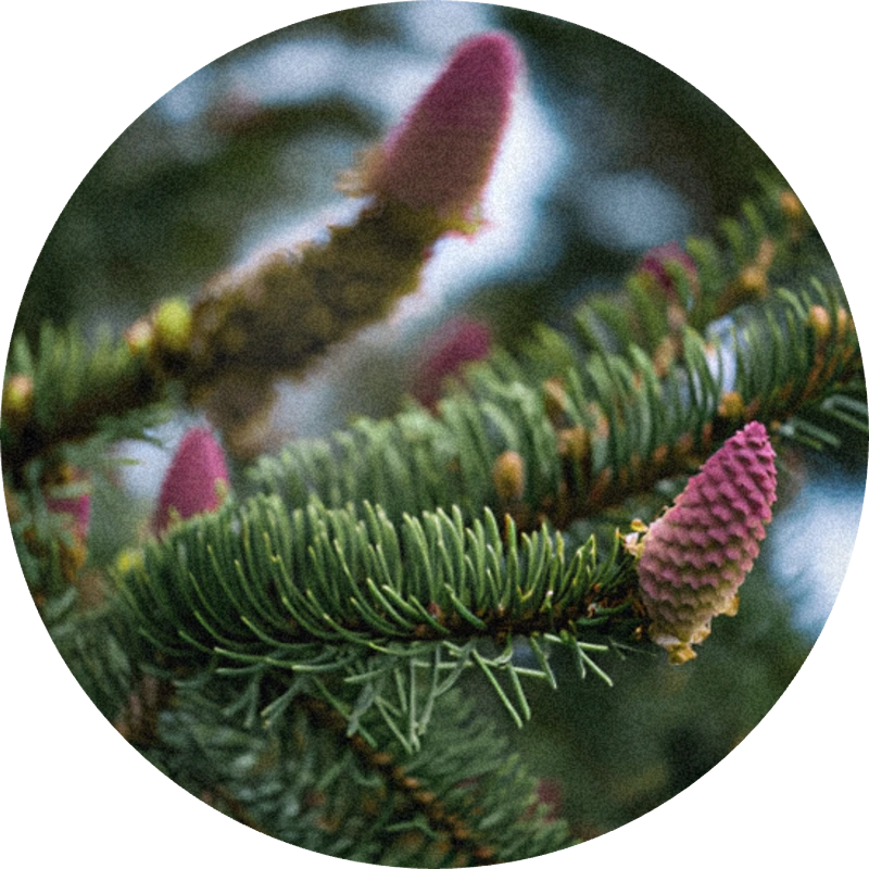 Black Spruce Oil (Canada)