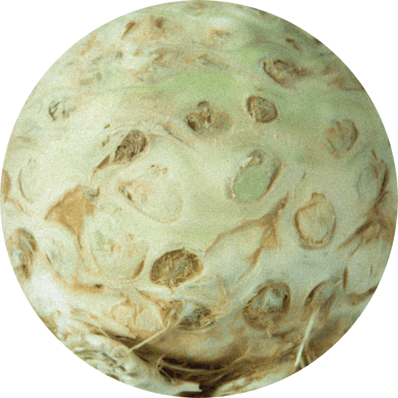 Buccoxime (powder)