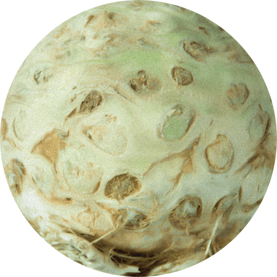 Buccoxime (powder)